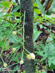 Barringtonia josephstaalensis