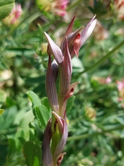 Serapias parviflora