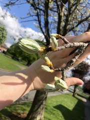 Scandosorbus intermedia