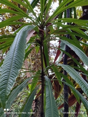 Barringtonia josephstaalensis