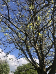 Scandosorbus intermedia