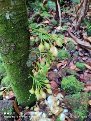Barringtonia josephstaalensis