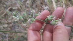 Silene bridgesii