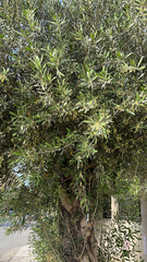 Olea europaea