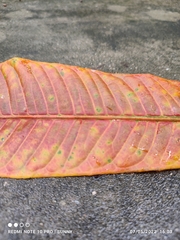 Barringtonia josephstaalensis