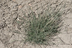 Muhlenbergia richardsonis