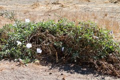 Datura wrightii
