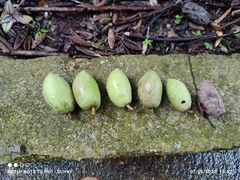 Elaeocarpus hygrophilus