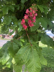 Aesculus × carnea