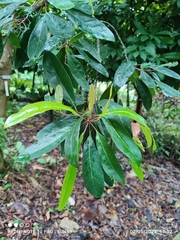 Elaeocarpus hygrophilus