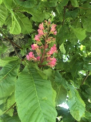 Aesculus × carnea
