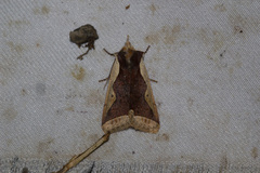 Rhynchaglaea hemixantha