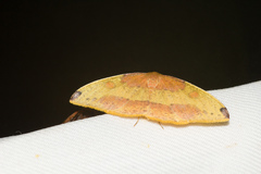 Heterolocha coccinea