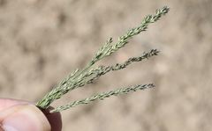 Muhlenbergia richardsonis