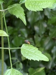 Rhingia campestris