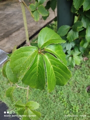 Tetrastigma voinierianum