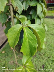 Tetrastigma voinierianum