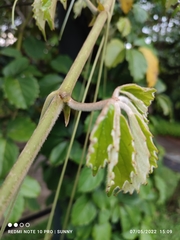 Tetrastigma voinierianum