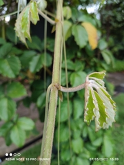 Tetrastigma voinierianum