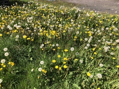 Taraxacum officinale