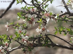 Prunus korshinskyi