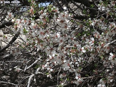 Prunus korshinskyi