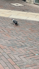 Columba livia domestica