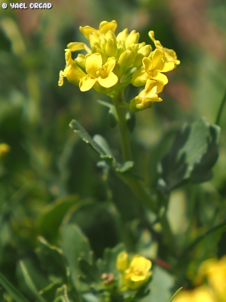 small yellowrocket