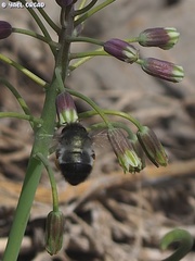Anthophora nigriceps