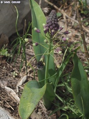 Anthophora nigriceps