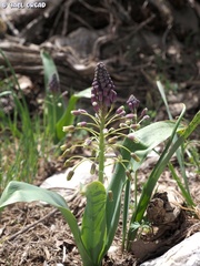 Bellevalia macrobotrys