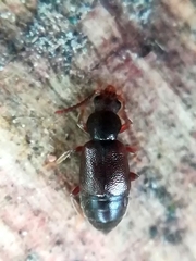 Proteininae