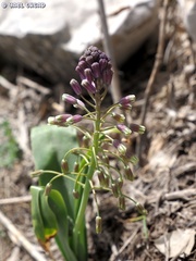 Bellevalia macrobotrys