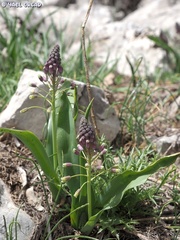 Bellevalia macrobotrys