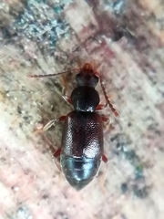 Proteininae
