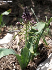 Bellevalia macrobotrys