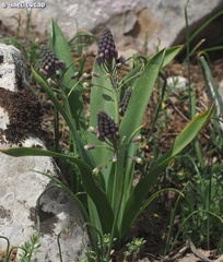 Bellevalia macrobotrys