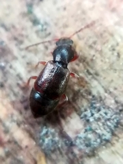 Proteininae