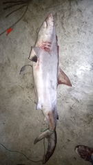 Carcharhinus