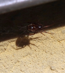 Steatoda castanea