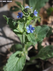 Brunnera orientalis