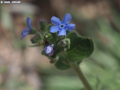 Brunnera orientalis