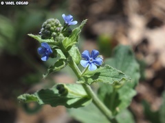 Brunnera orientalis