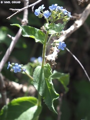 Brunnera orientalis