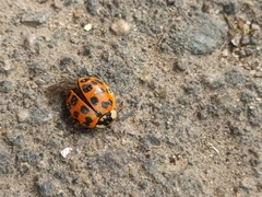 Harmonia axyridis