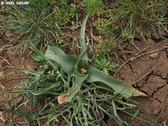 Colchicum szovitsii