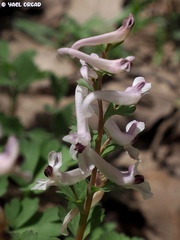 Corydalis triternata
