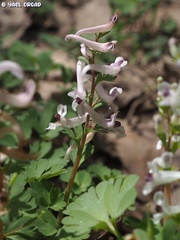 Corydalis triternata