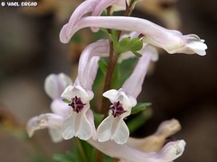 Corydalis triternata