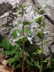 Corydalis triternata